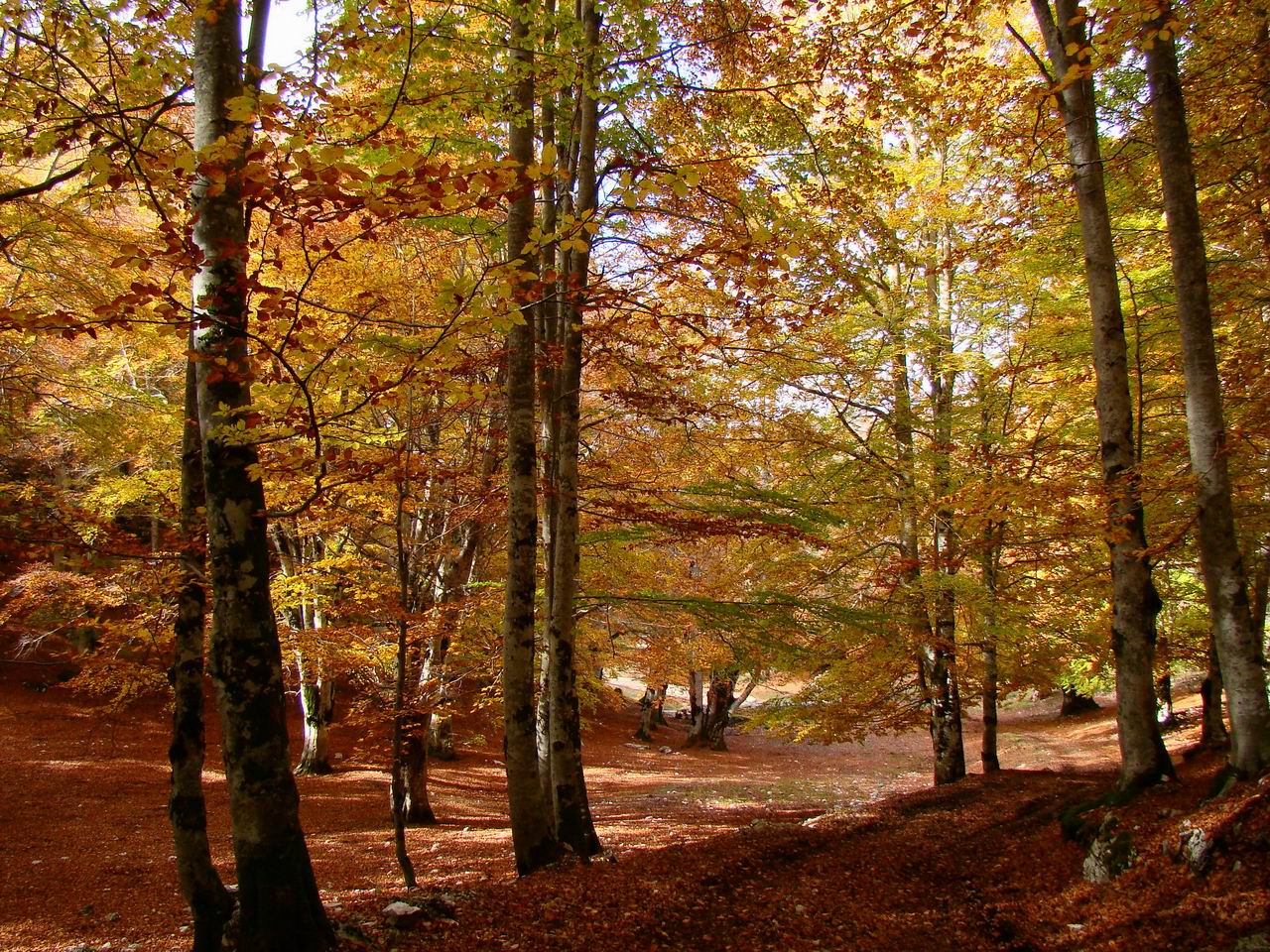 LE FEUILLAGE DU COL DE LA COU